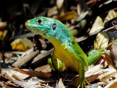 Western Green Lizard