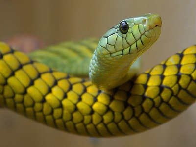 Western Green Mamba