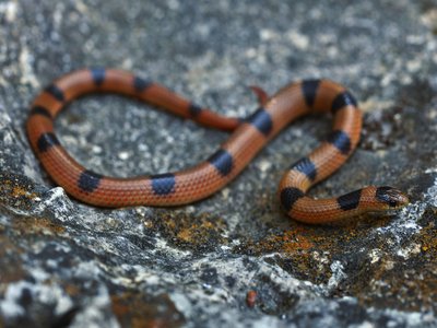 Western Ground Snake