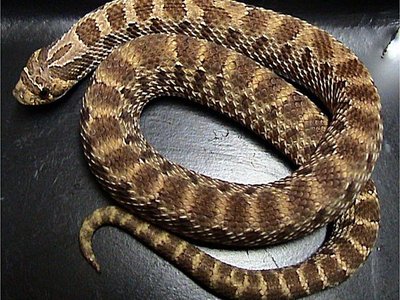 Western Hognose Snake