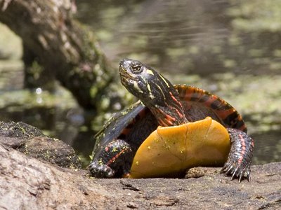 Western Painted Turtle