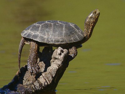 Western Pond Turtle