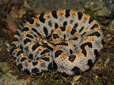 Western Pygmy Rattlesnake