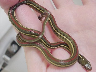 Western Ribbon Snake