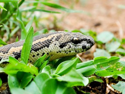 Western Sand Boa