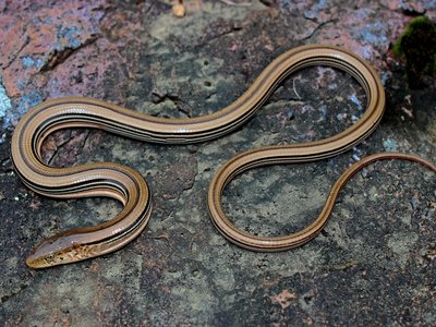 Western Slender Glass Lizard