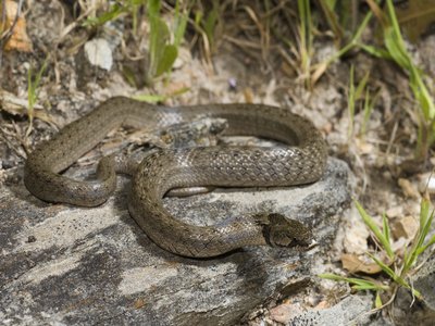 Western Smooth Snake
