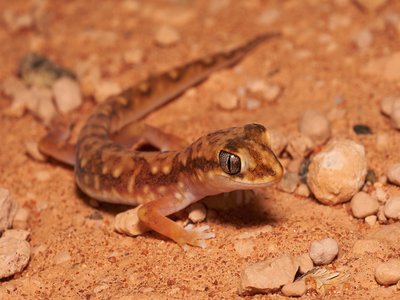 Western Spotted Gecko