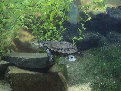 Western Swamp Turtle