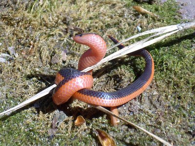 Western Worm Snake