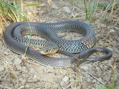 Whip Snake