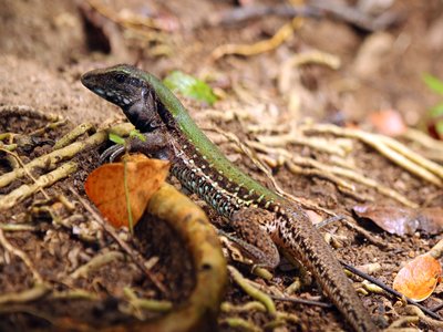 Whiptail Ameiva