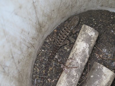 Whiptail Lizard