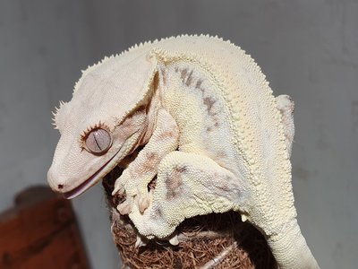 White Crested Gecko