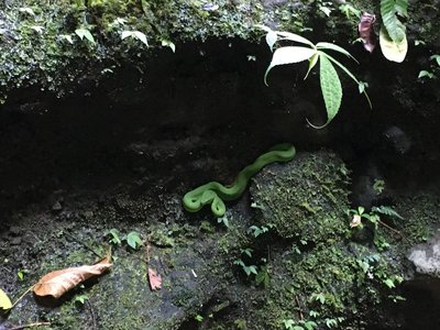White Lipped Island Snake
