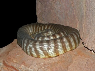 Woma Python