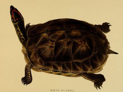 Wood Turtle
