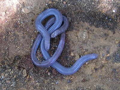 Worm Lizard