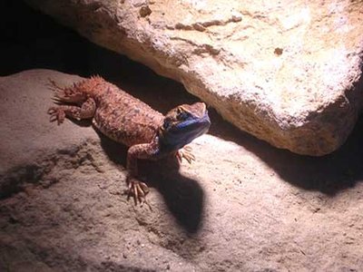 Xenagama