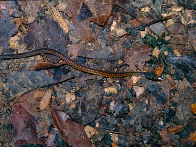 Xenochrophis