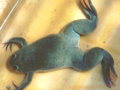 Xenopus
