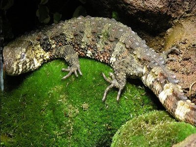 Xenosauridae