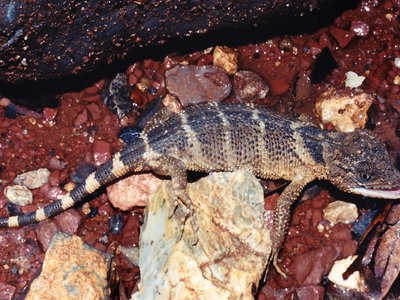 Xenosaurus platyceps
