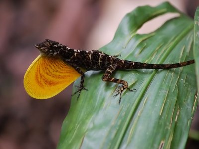 Xiphocercus