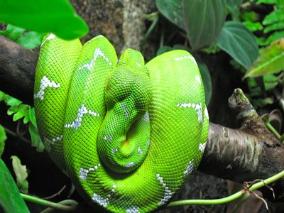 Xiphosoma