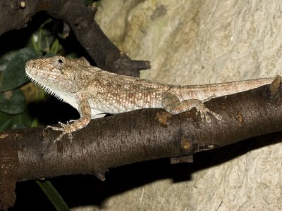 Xiphosurus