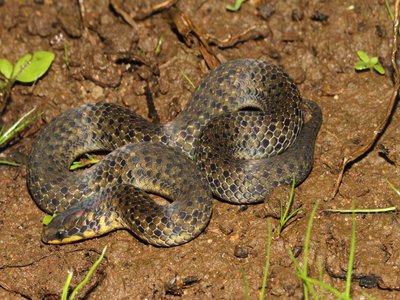Xylophis