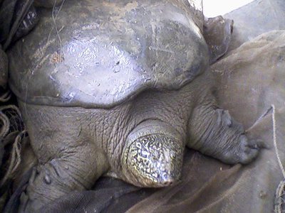 Yangtze Giant Softshell Turtle