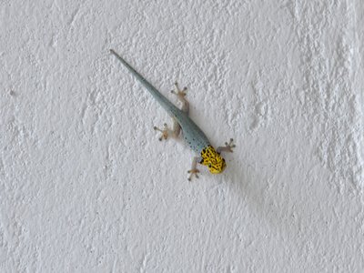 Zanzibar Dwarf Gecko