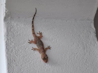 Zanzibar House Gecko