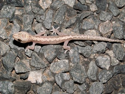 Zigzag Gecko