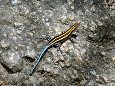 Zimbabwean Skink