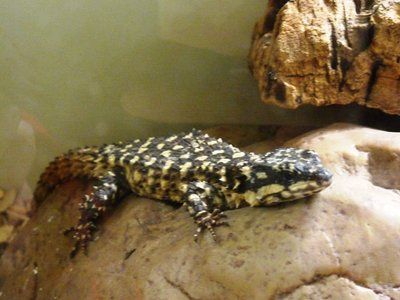 Zoutpansberg Girdled Lizard