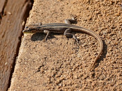 Zulu Flat Lizard