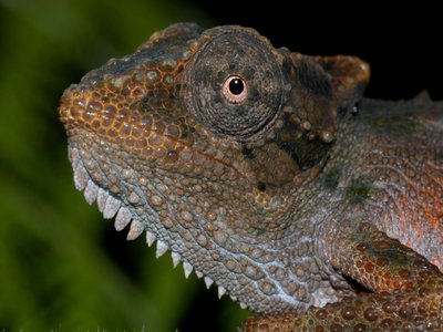 Zululand Dwarf Chameleon