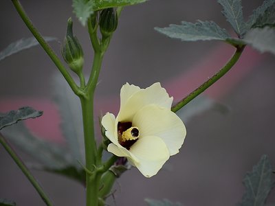 Abelmoschus