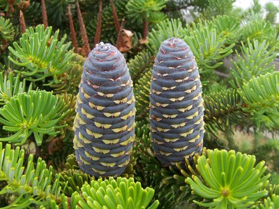 Abies