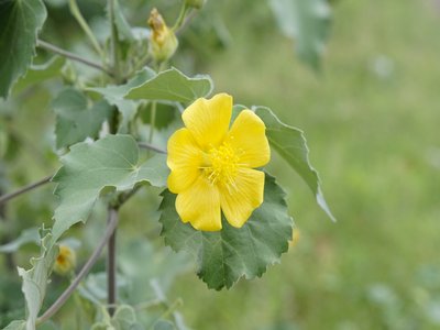 Abutilon