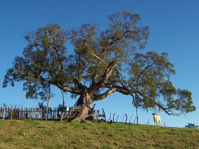 Acacia