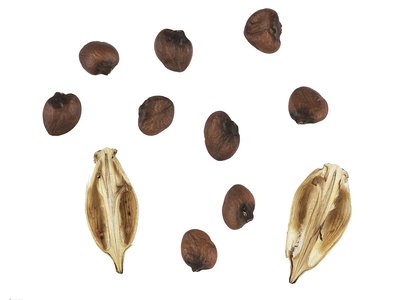 Acanthus