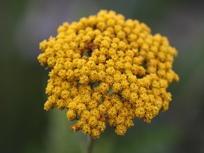 Achillea filipendulina