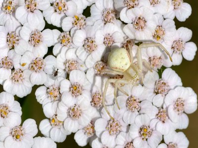 Achillea millefolium