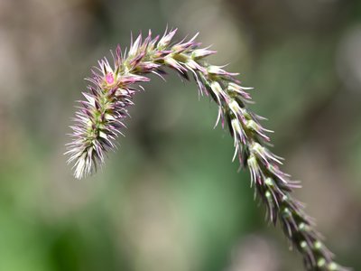 Achyranthes