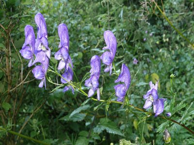 Aconitum