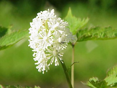 Actaea