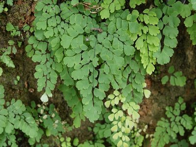 Adiantum